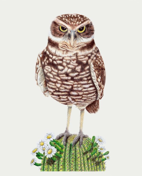 Burrowing Owl